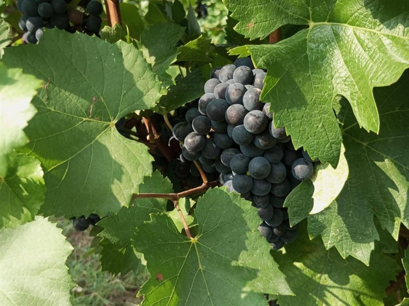 La cooperazione agricola tra le prime 118 cantine italiane